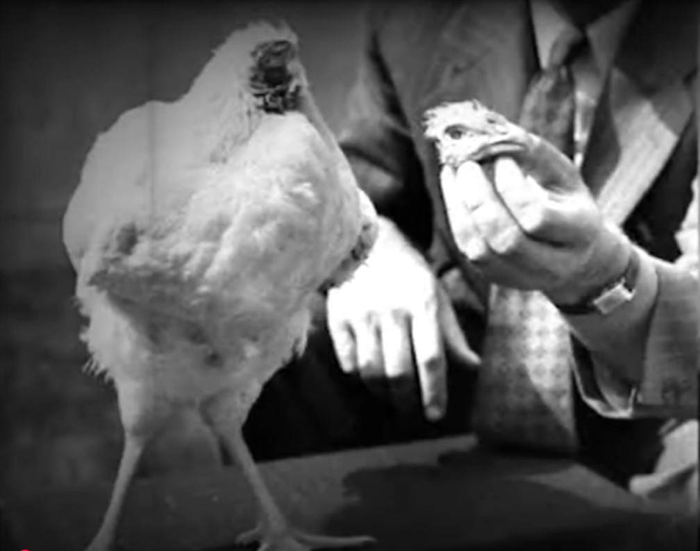 A black and white photo of a headless chicken