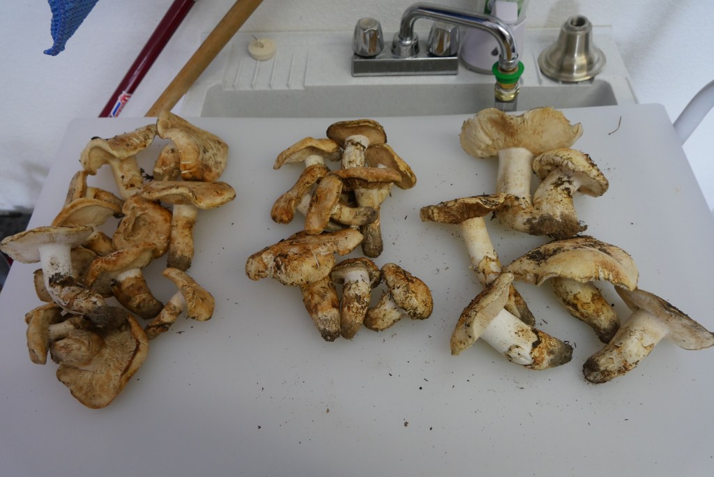 Matsutake haul