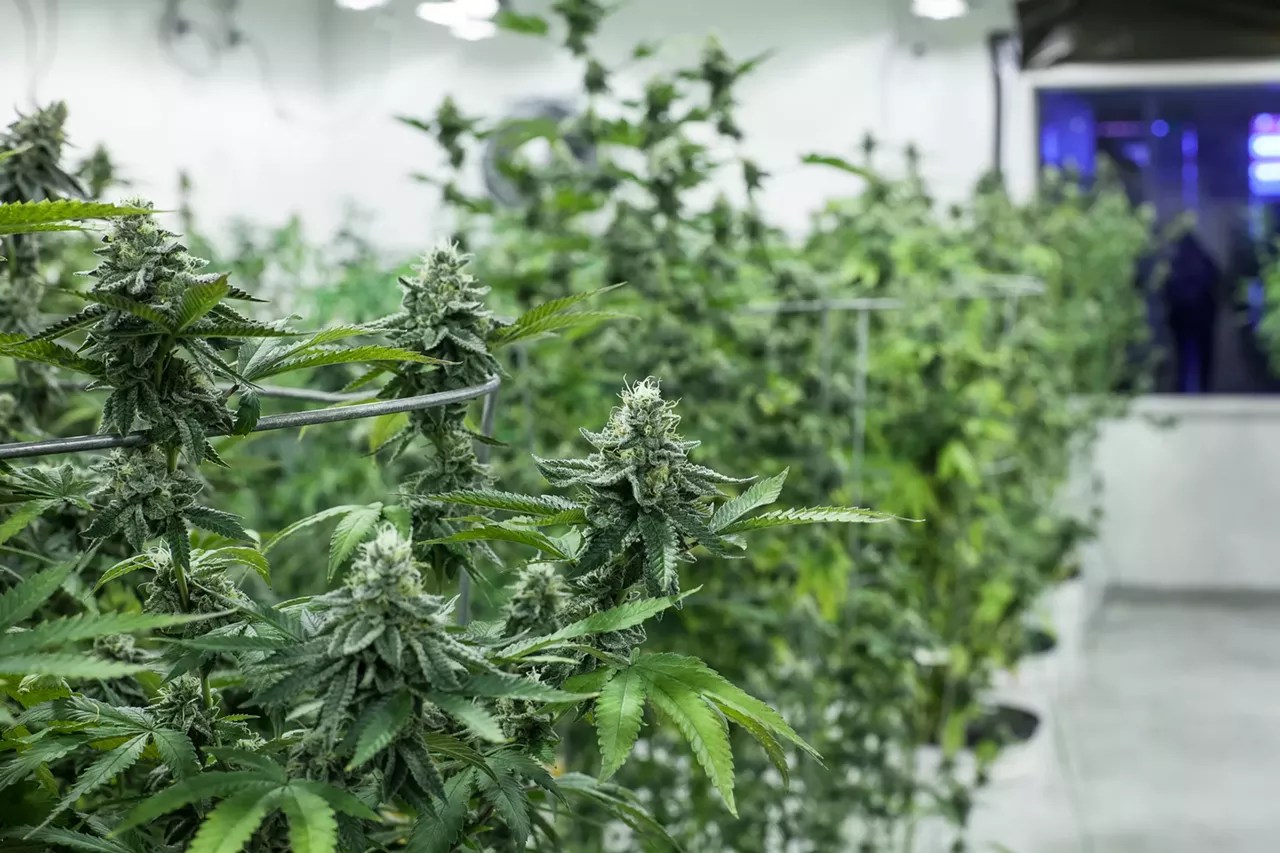 marijuana plants grow inside