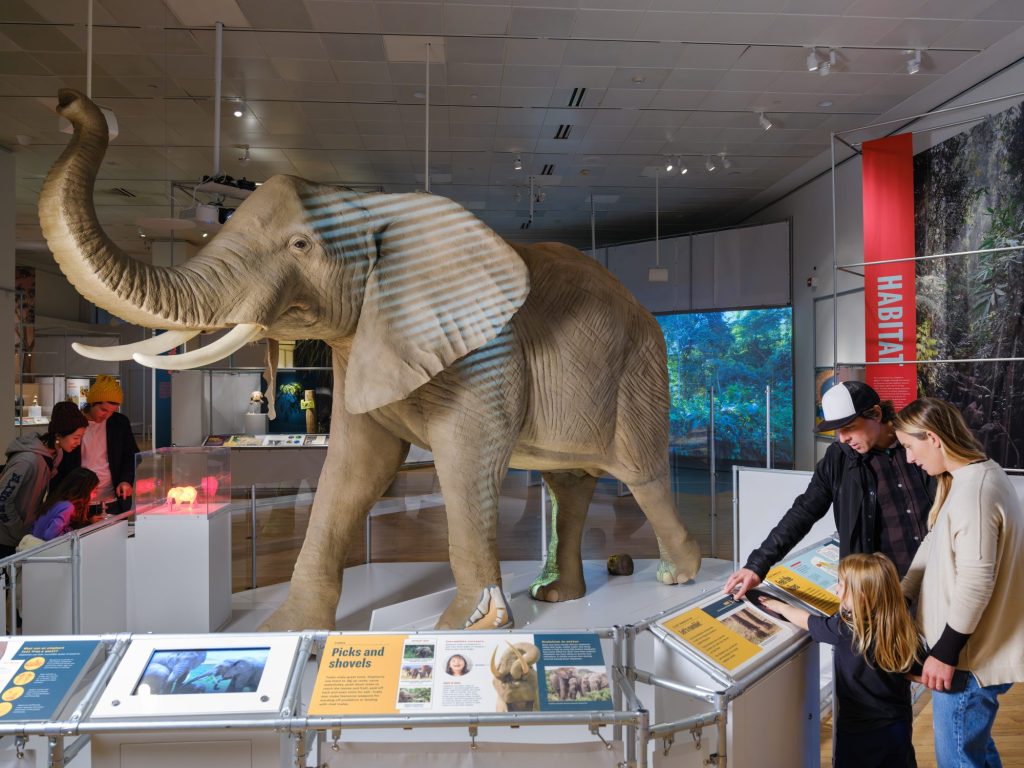 People look at a model of an elephant