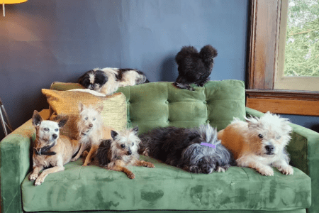 Denver Man Honored by ASPCA for Rescuing Dozens of Senior Dogs