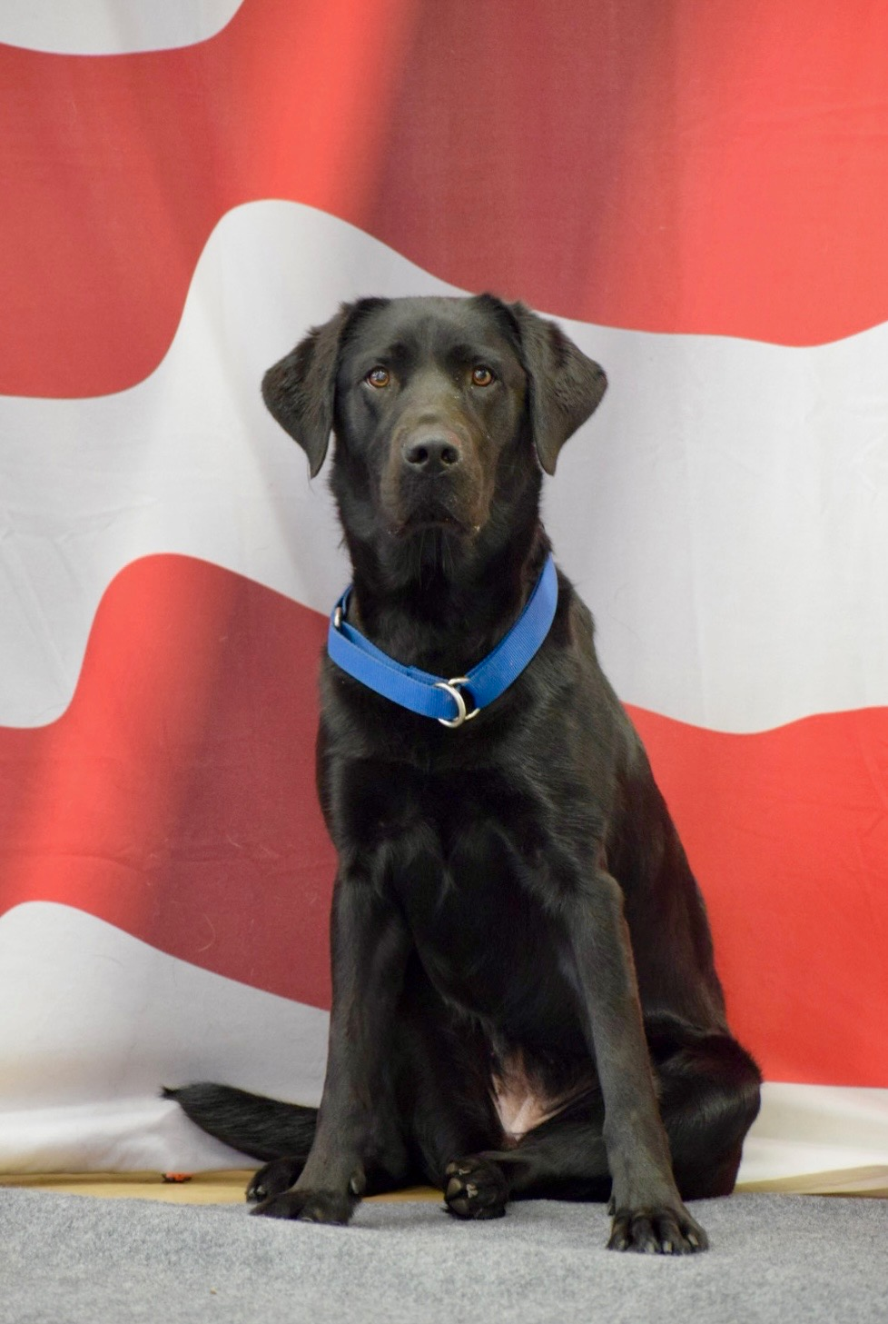 black lab k9 officer