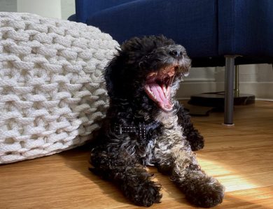 Sick of Your Neighbor's Barking Dog? Good Luck Getting a Citation in Denver.