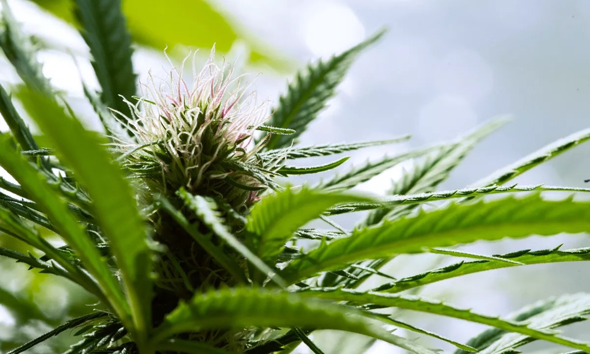 Laura Harris New Director of Colorado Cannabis Chamber of Commerce