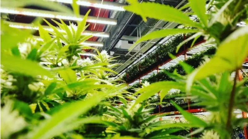 Weed Porn: Ten Best Marijuana Grow Instagrams of the Week