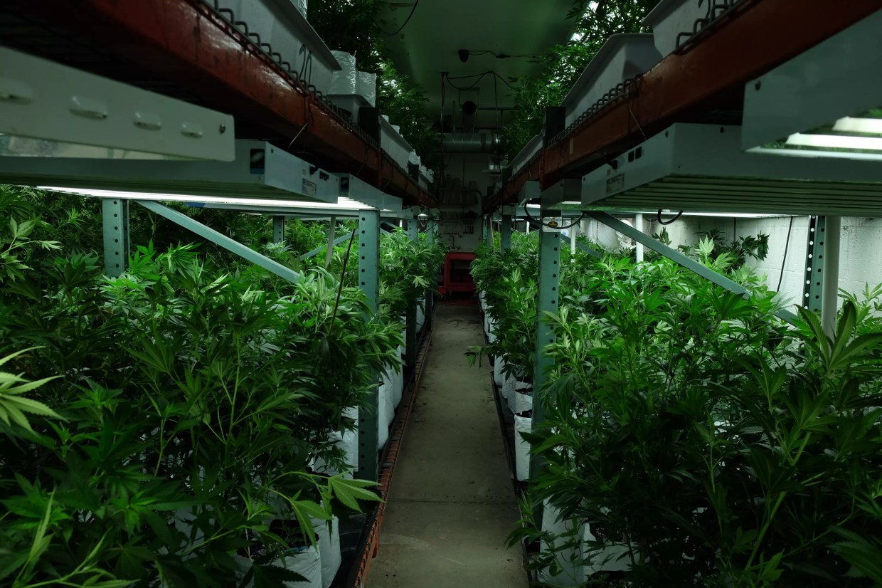 Colorado Reports $1.3 Billion in Marijuana Sales in 2016