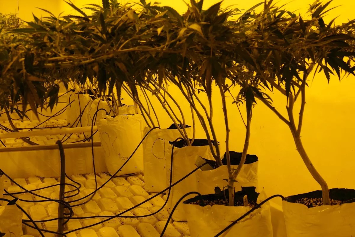 Colorado Marijuana Sales, Licenses Increase in the First Half of 2016