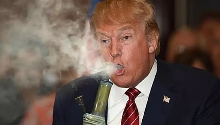 Ten Strains to Help You Deal With America’s Political Shit Show
