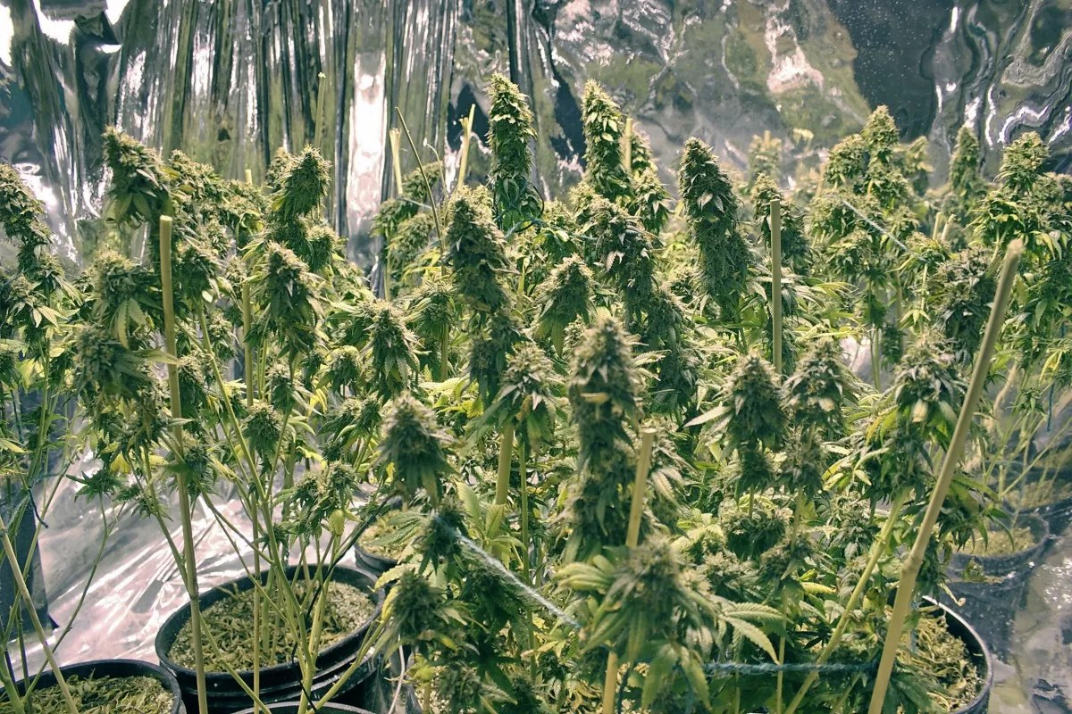 Bill to Limit Home Grows Passes Senate, Could Go to Governor Soon