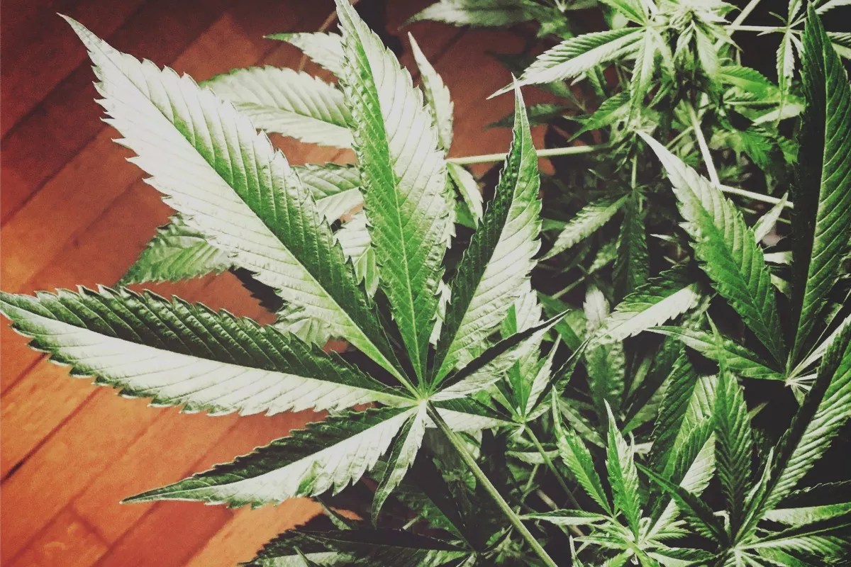 Jared Polis Introduces Regulate Marijuana Like Alcohol Act…Again