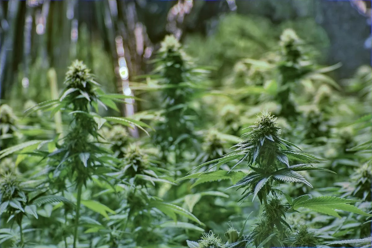 Colorado Lawmakers Pass New Plant Limits for Home Grows