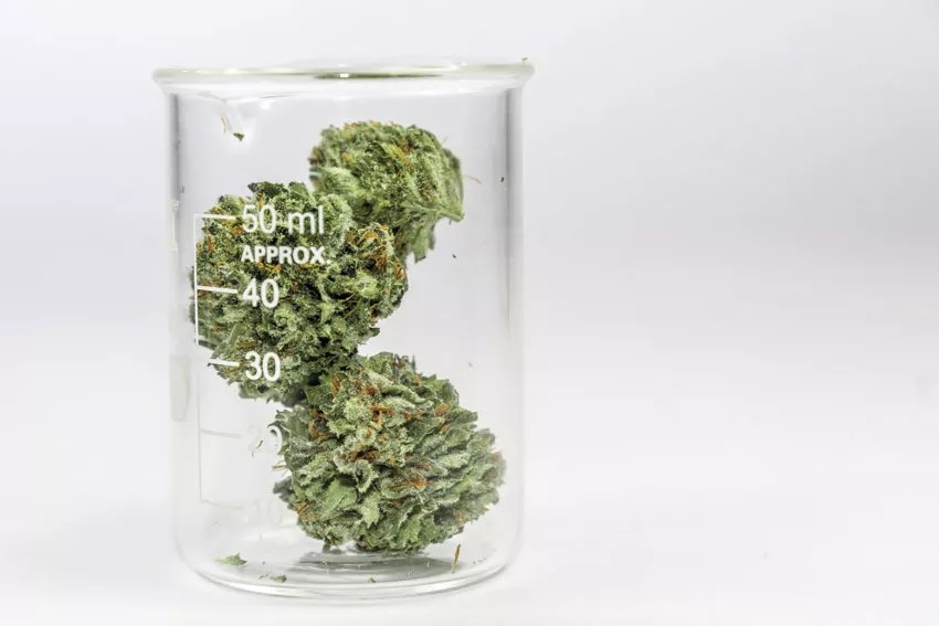 Pueblo County Leads the Way in Marijuana Research