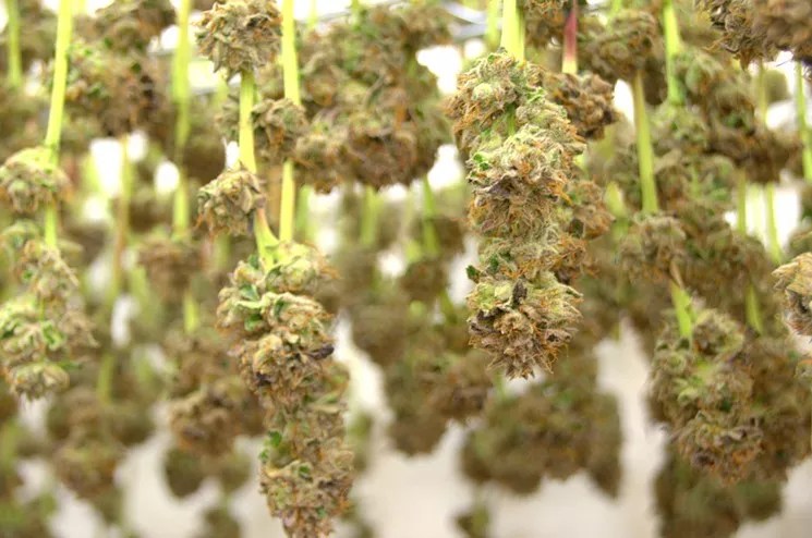 Colorado Reps Introduce Federal Bill to Respect Pot Laws