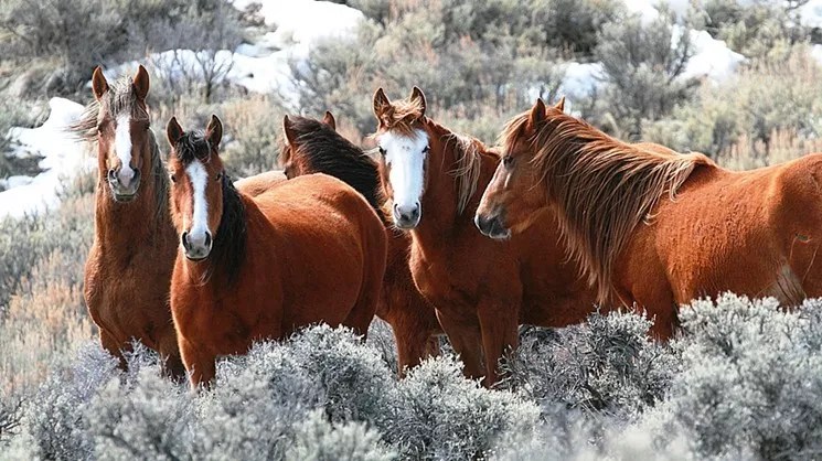 Reader: Leave Wild Horses Alone, Trump!