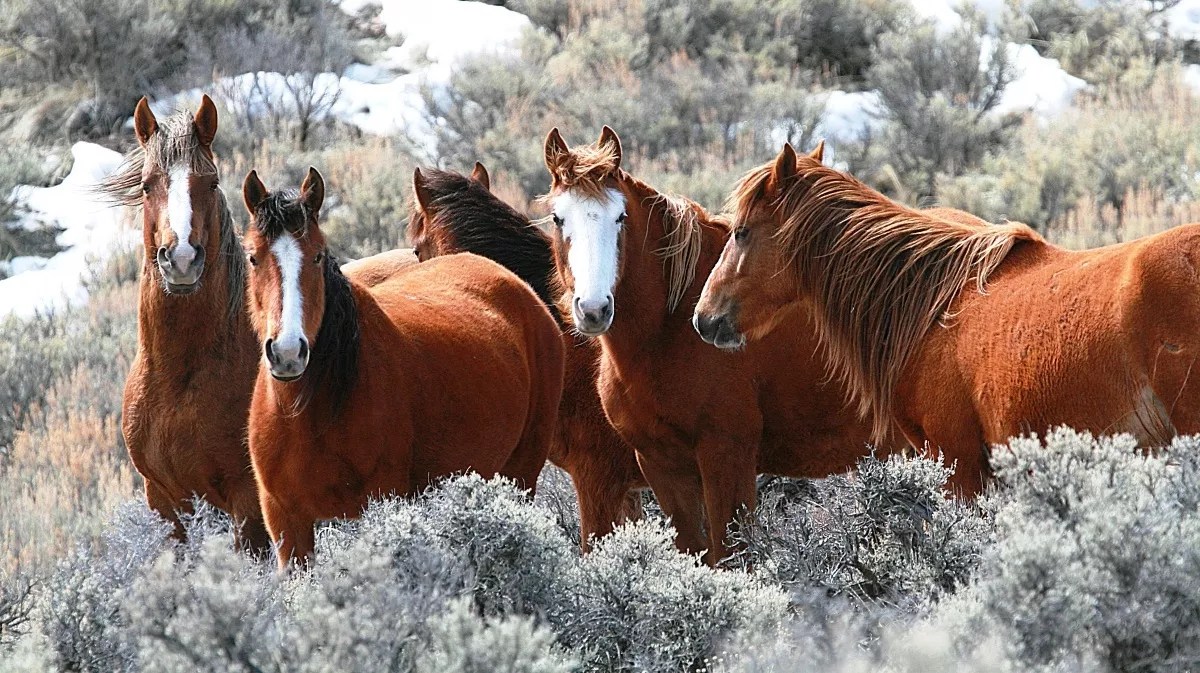 Slaughter ’Em: The Trump Plan to Solve the West’s Wild Horse Problem