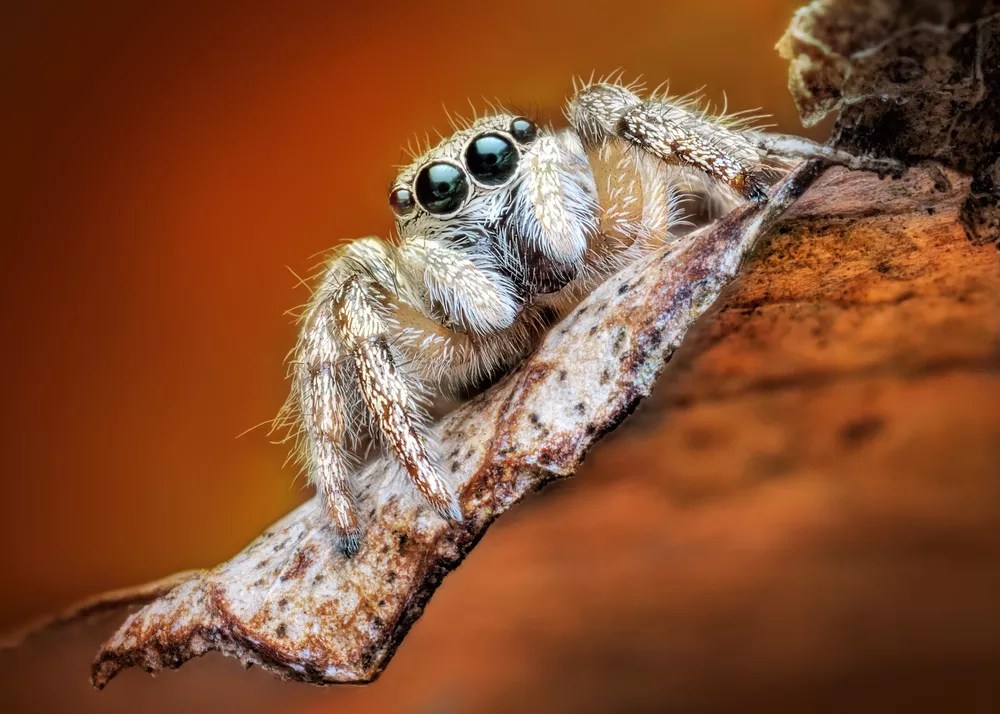 Hundreds of Thousands of Spiders Sent to Denver Museum, Because Science