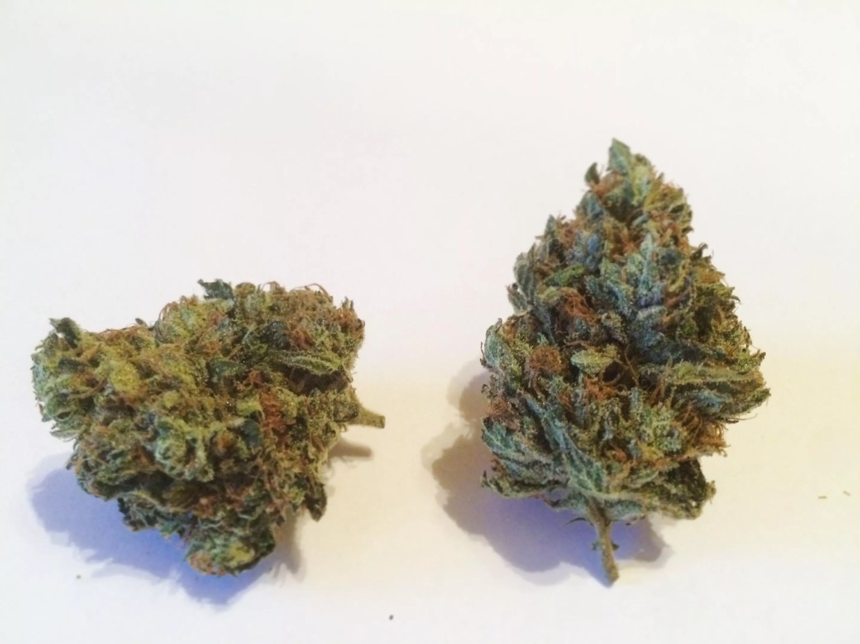 Why Colorado Tokers Love Qrazy Train