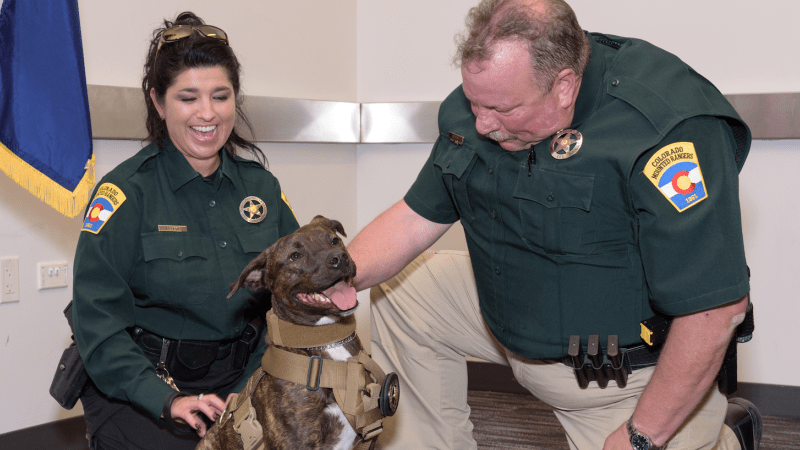 Meet Kara, Colorado’s Only Law-Enforcing, Drug-Detecting Pit Bull