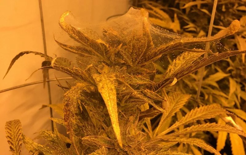 Denver Issues First Recall for Mite-Infested, Moldy Marijuana