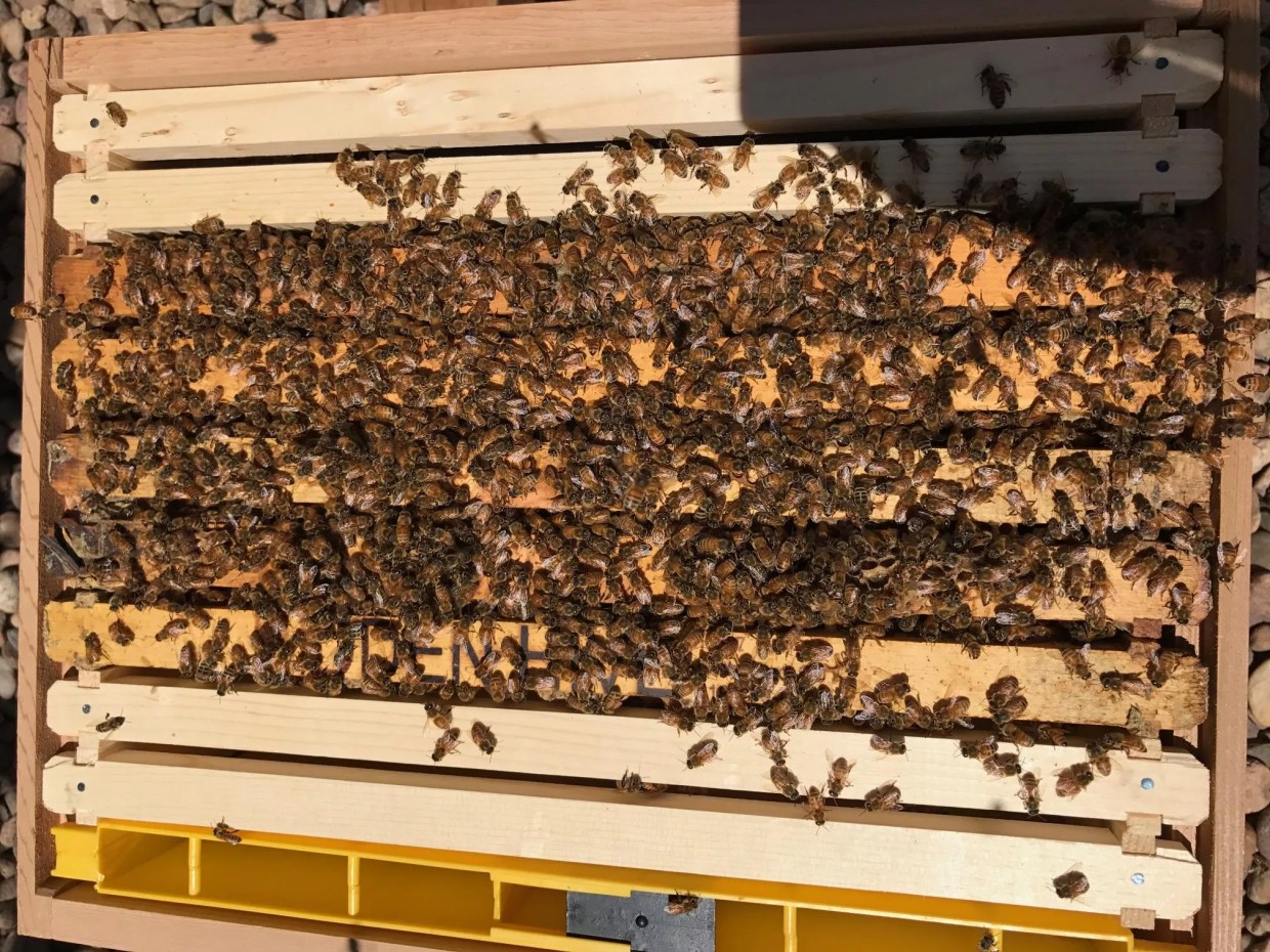 Chris Starkus’s Digital Diary: Bees, Biking and Backyard Chickens