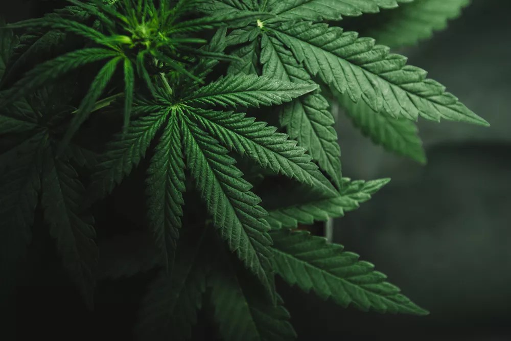 Reader: Solving Cannabis Violence Will Require Legalizing Nationwide