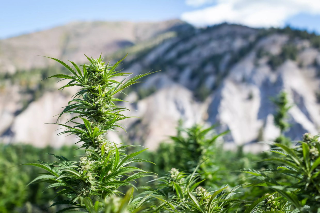 Marijuana Trade Group Creates New Organic Certification