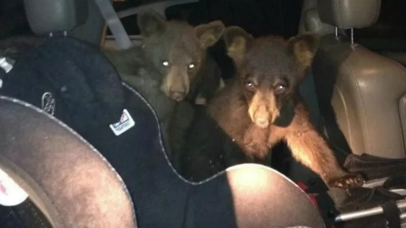 Visit the Bear-Human Conflict Capital of Colorado