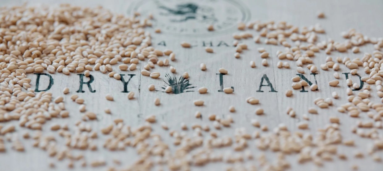 Upcoming Longmont Distillery Will Use Local and Indigenous Ingredients