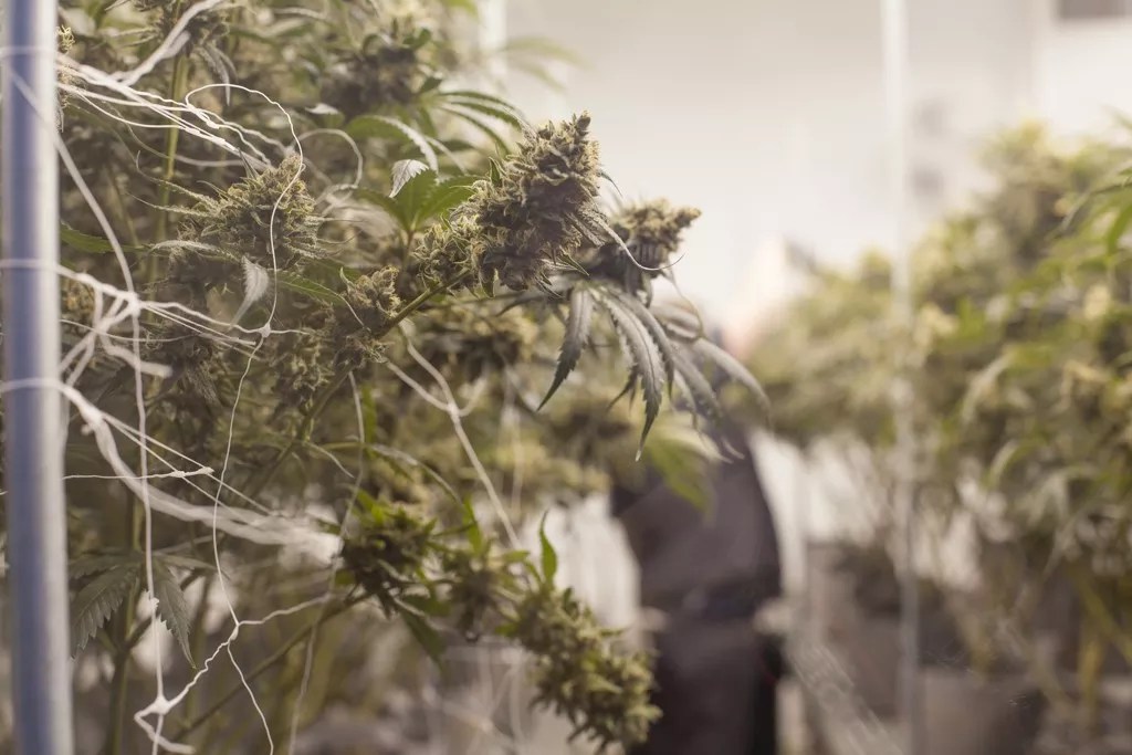 New Cannabis Rules Go Into Effect January 1