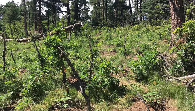Illegal Pot Grows in Colorado and One Candidate’s Plan to Wipe Them Out