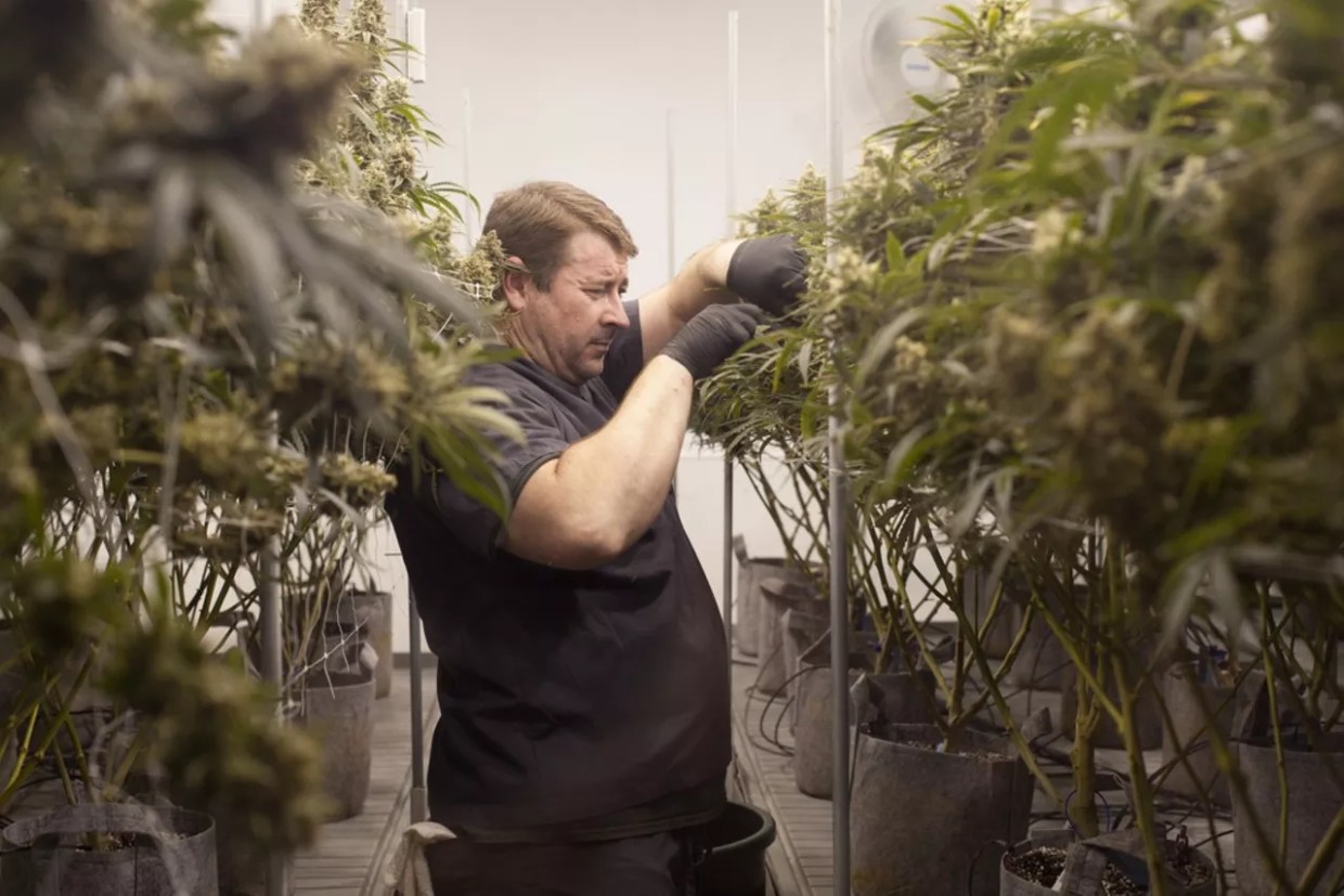 Medicine Man Releases Three a Light Home-Grow Weed App for Apple Devices