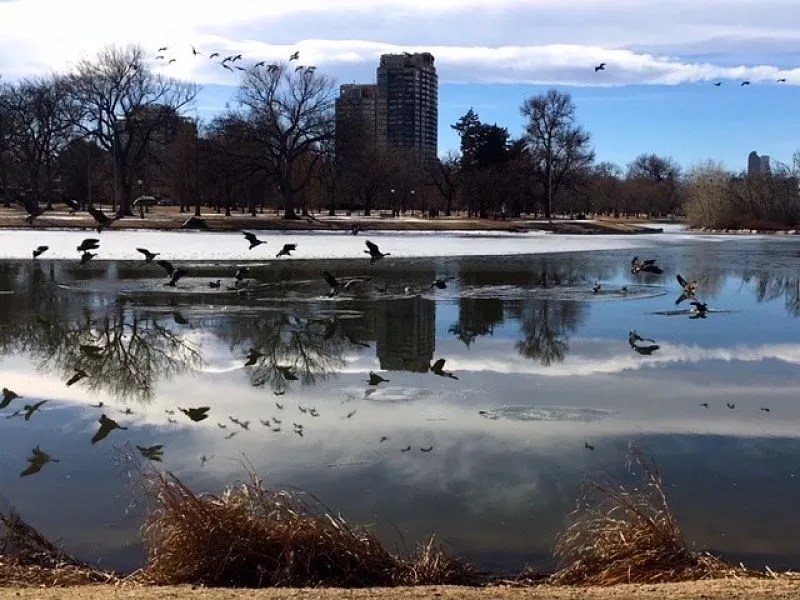 Chef Eric Skokan Thinks Denver Geese Plan Could Take Off