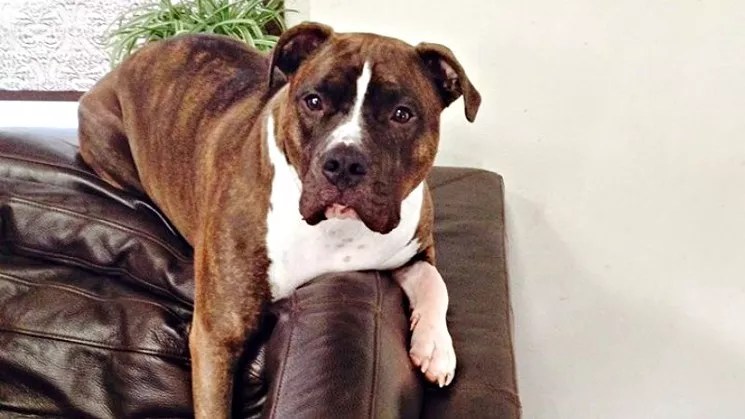 This Is the Day Accused Pit Bull Bandit Is Going to Die