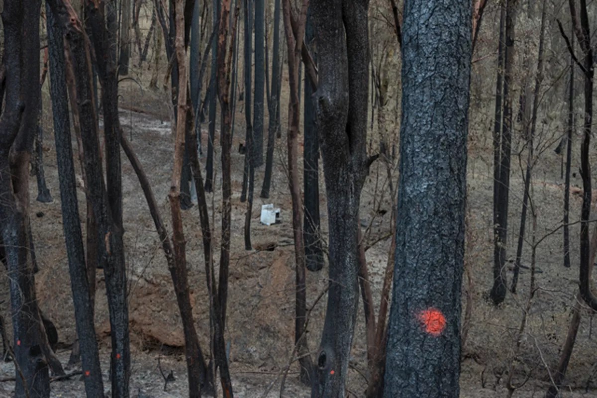 Review: Four Robischon Solos Explore Humanity’s Assault on Nature