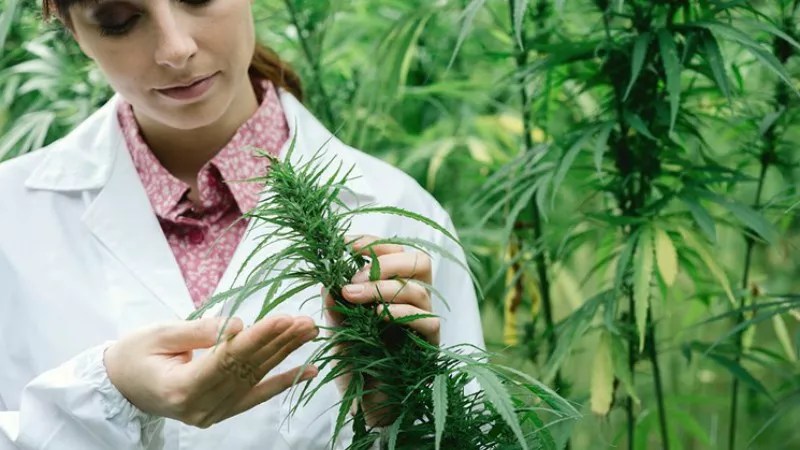 Medical Marijuana in Colorado Ten Years After the First Big Boom