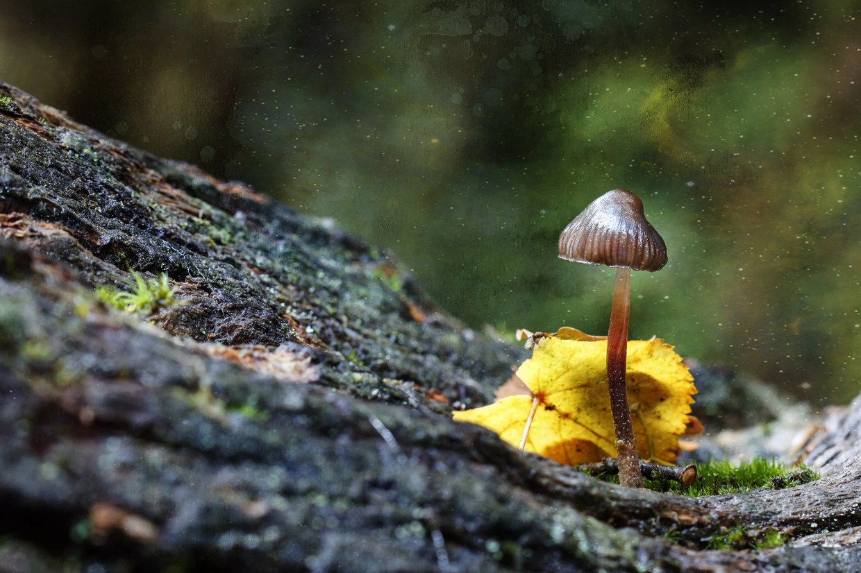 What Ever Happened to Denver’s Magic Mushroom Initiative?