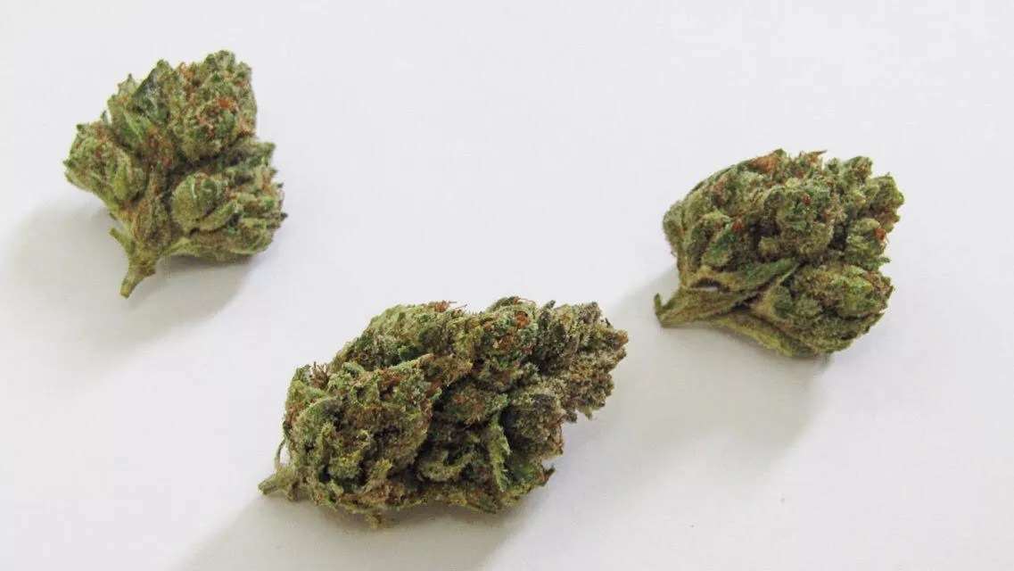 Why Colorado Tokers Love Alley Cat Kush