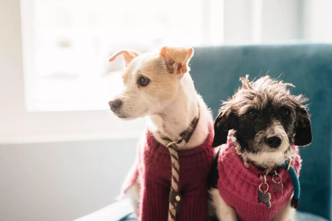 Ten Best Dog-Friendly Denver Patios and Beer Gardens