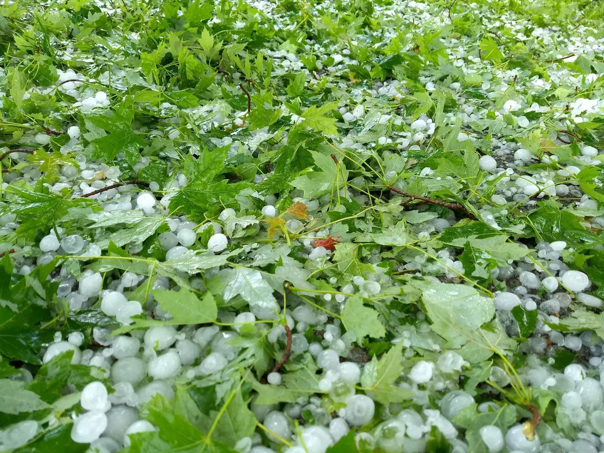 Late Hail Proves Devastating for Some Small Family Farms