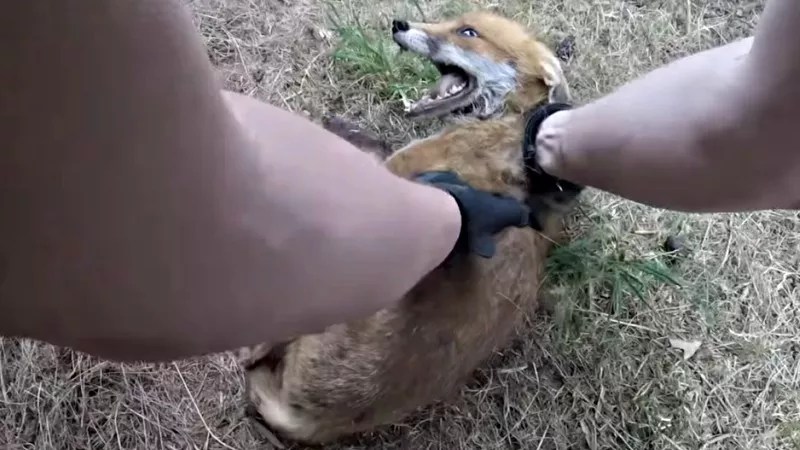 Denver Urban Wildlife Guide With Dr. Kevin Fitzgerald: Diseases and Dangers