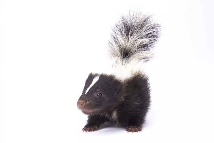 baby skunk