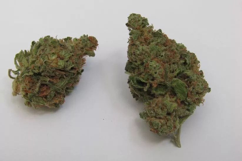Why Colorado Tokers Love Fruity Pebbles OG