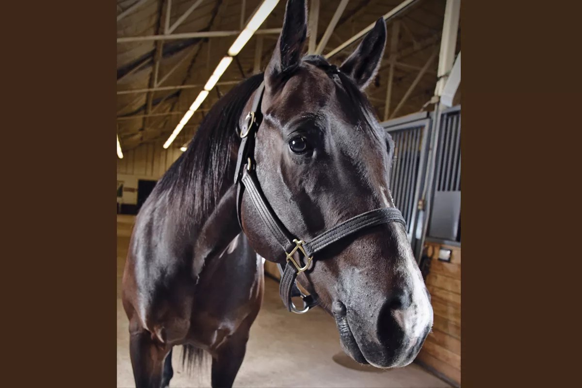 Friends of Horses Rescue Could Be in Need of Rescue Itself