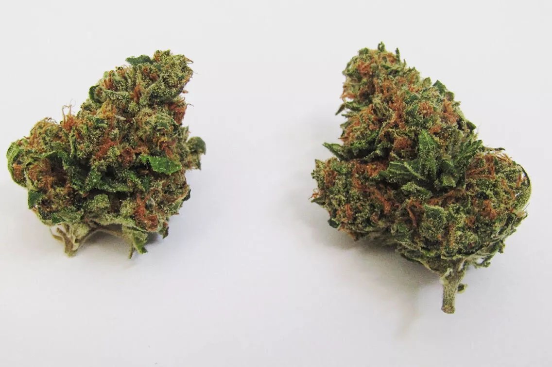 Why Colorado Tokers Love Ghost OG