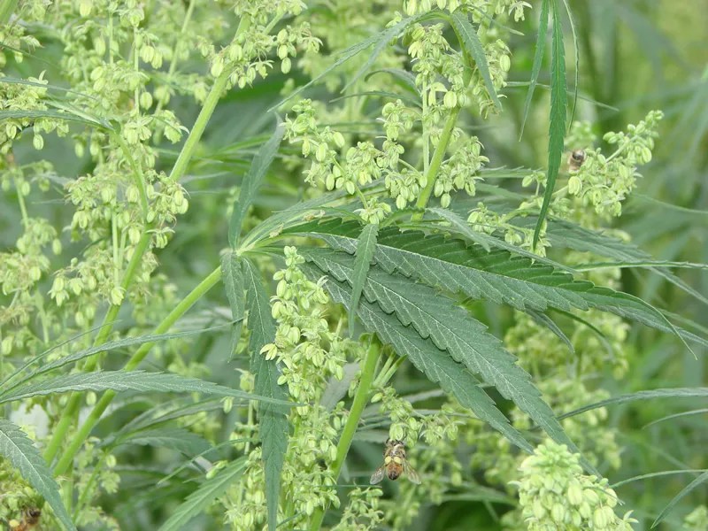 Op Ed: Vote No on Amendment X, Keep Hemp Legal and Constitutional