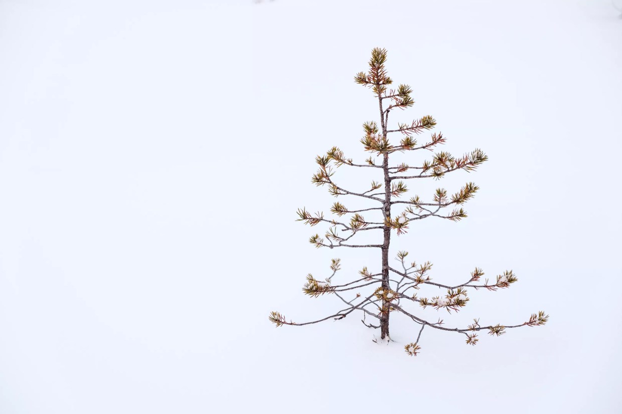 Ten Christmas Tree Substitutes for This Holiday Season