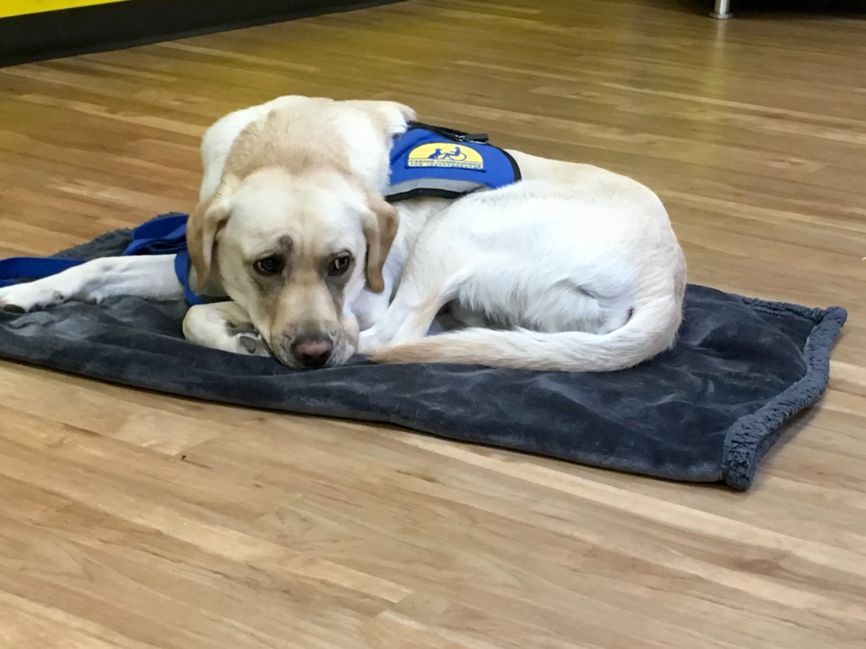 Denver DA Hires Very Good Boy to Help Victims in Cases