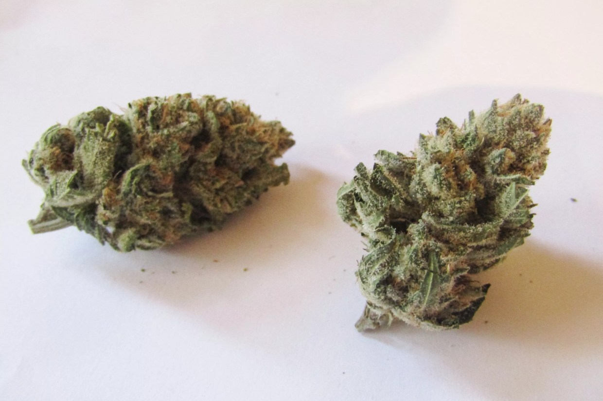 Why Colorado Tokers Love Banana OG
