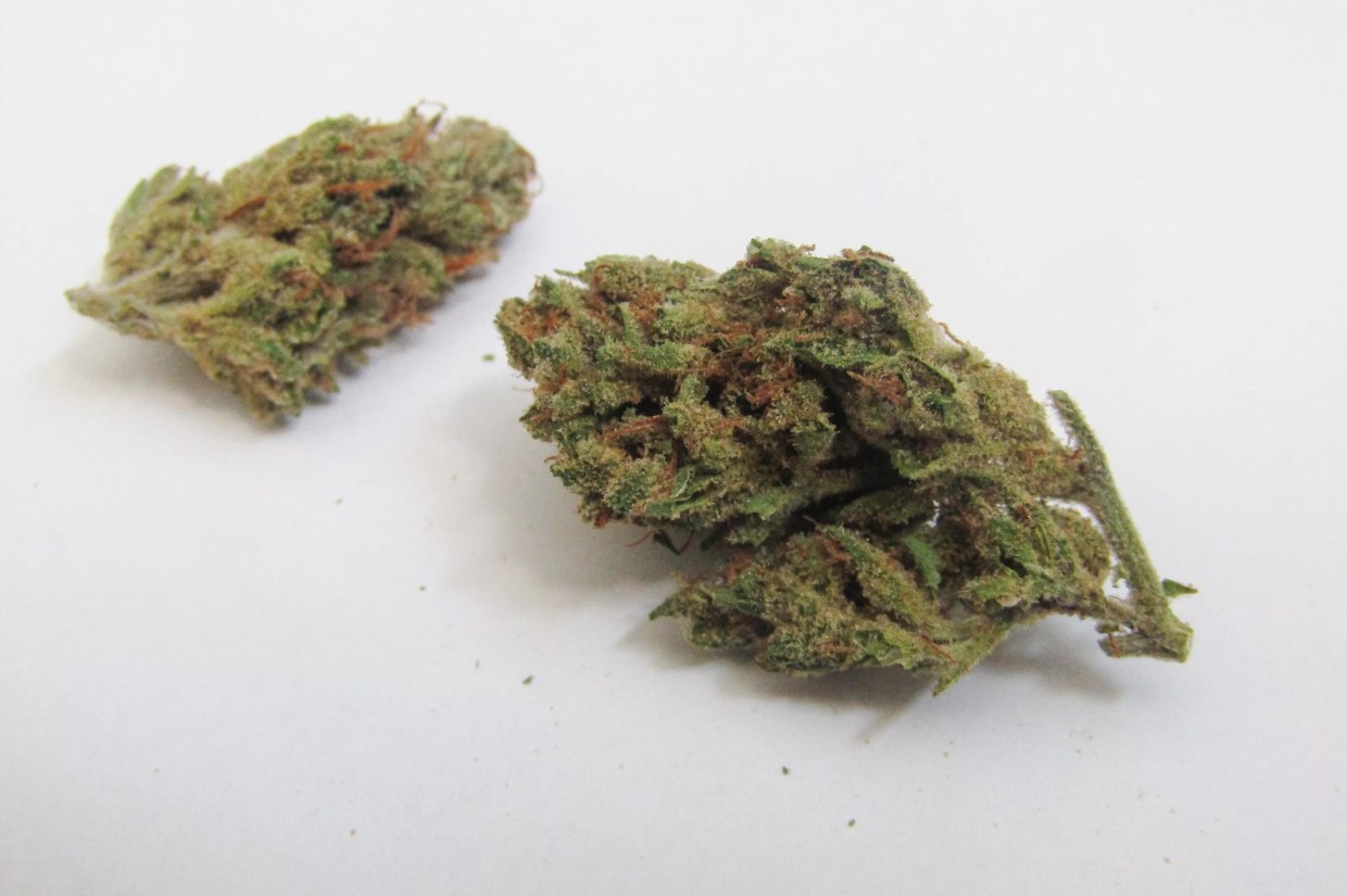 Why Colorado Tokers Love Super Silver Haze