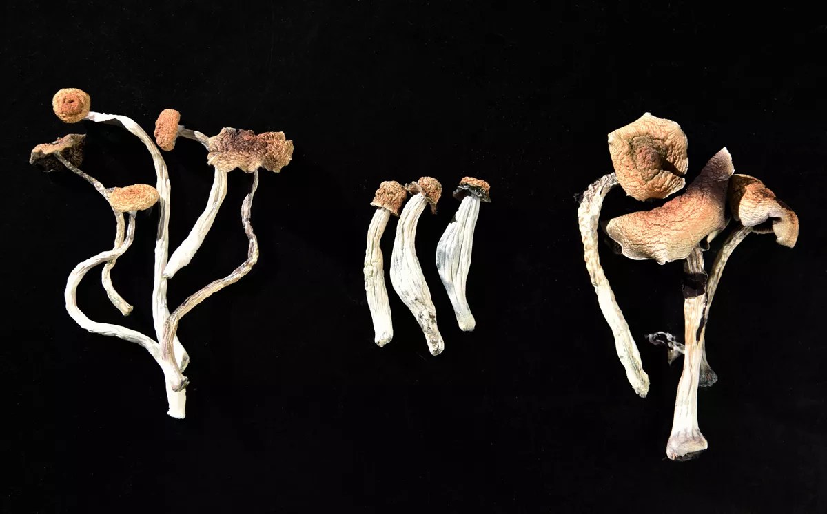 Denver Is About to Vote on Magic Mushrooms; What the Heck Are They?